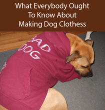 DIY Dog Clothes – Save Money and Have The Smartest Dog in Town
