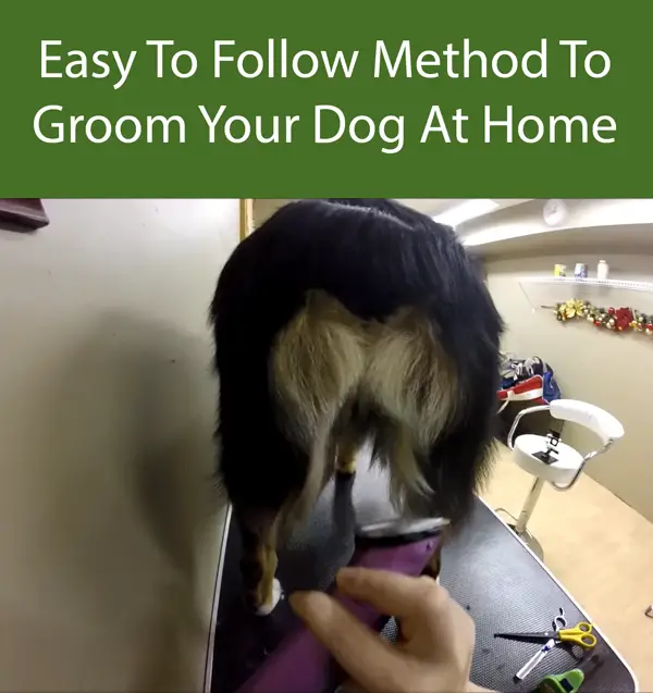 Easy To Follow Method To Groom Your Dog At Home