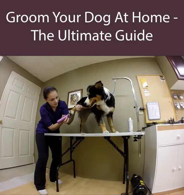 Groom Your Dog At Home - The Ultimate Guide