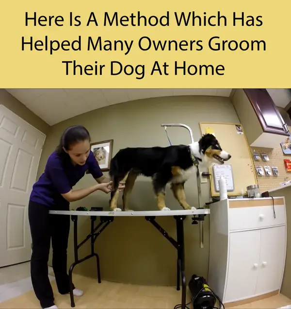 Here Is A Method Which Has Helped Many Owners Groom Their Dog At Home