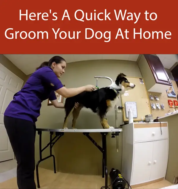 Here's A Quick Way to Groom Your Dog At Home
