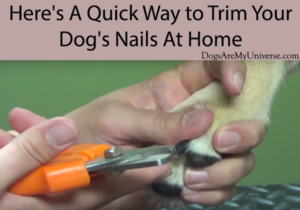 How To Trim Your Dog’s Claws – A Step By Step Guide