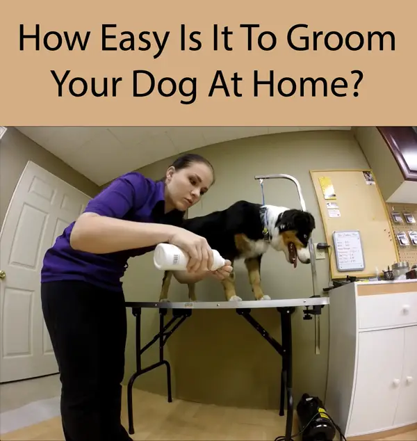 How Easy Is It To Groom Your Dog At Home
