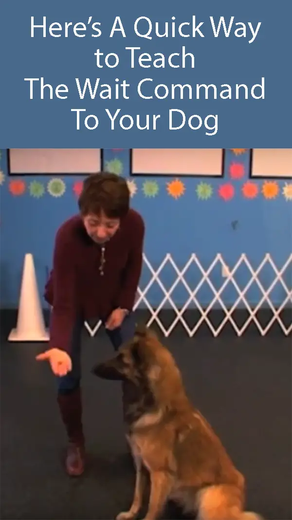 Teach your dog the wait command - Step 1