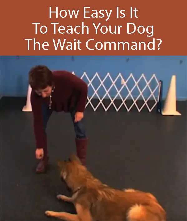 Train your dog yo wait - Step 5