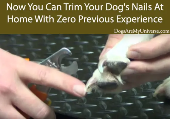 How To Trim Your Dog’s Claws – A Step By Step Guide