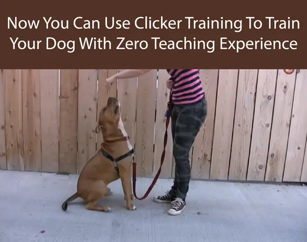 Now You Can Use Clicker Training To Train Your Dog With Zero Teaching Experience
