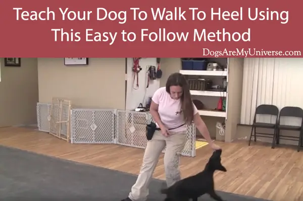 A Half Step Back Will Encourage Some Dogs To Move Behind You