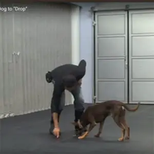 Teach Your Dog To Drop