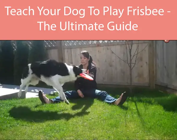 Teach Your Dog To Play Frisbee - The Ultimate Guide
