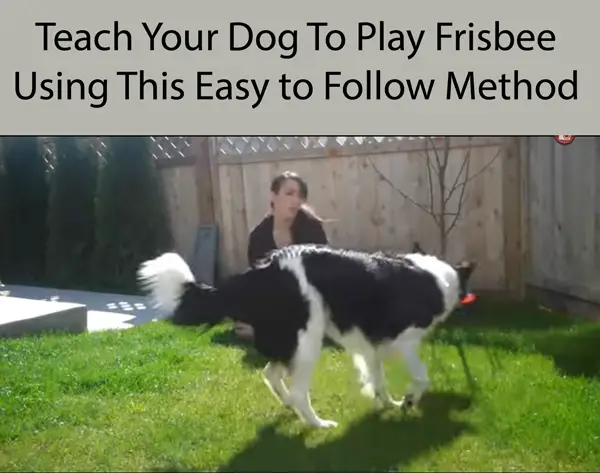 Teach Your Dog To Play Frisbee Using This Easy to Follow Method