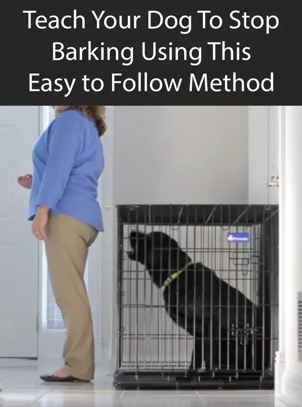 Teach Your Dog To Stop Barking Using This Easy to Follow Method