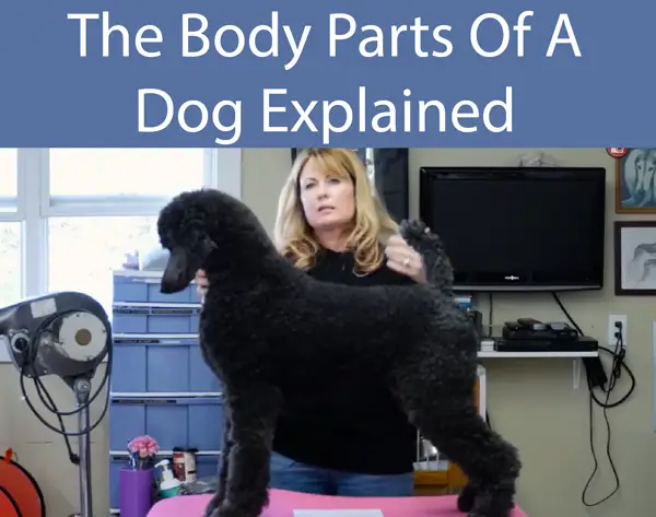 The Body Parts Of A Dog Explained