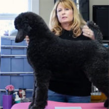 What You Need To Know About Dog Anatomy Dog Anatomy