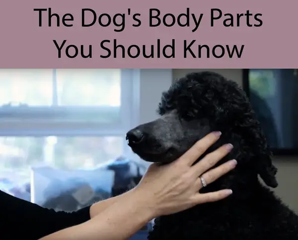 The Dogs Body Parts You Should Know