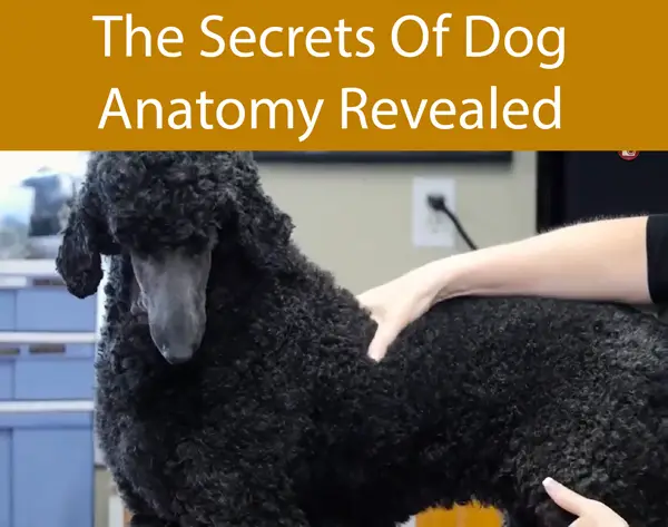 The Secrets Of Dog Anatomy Revealed