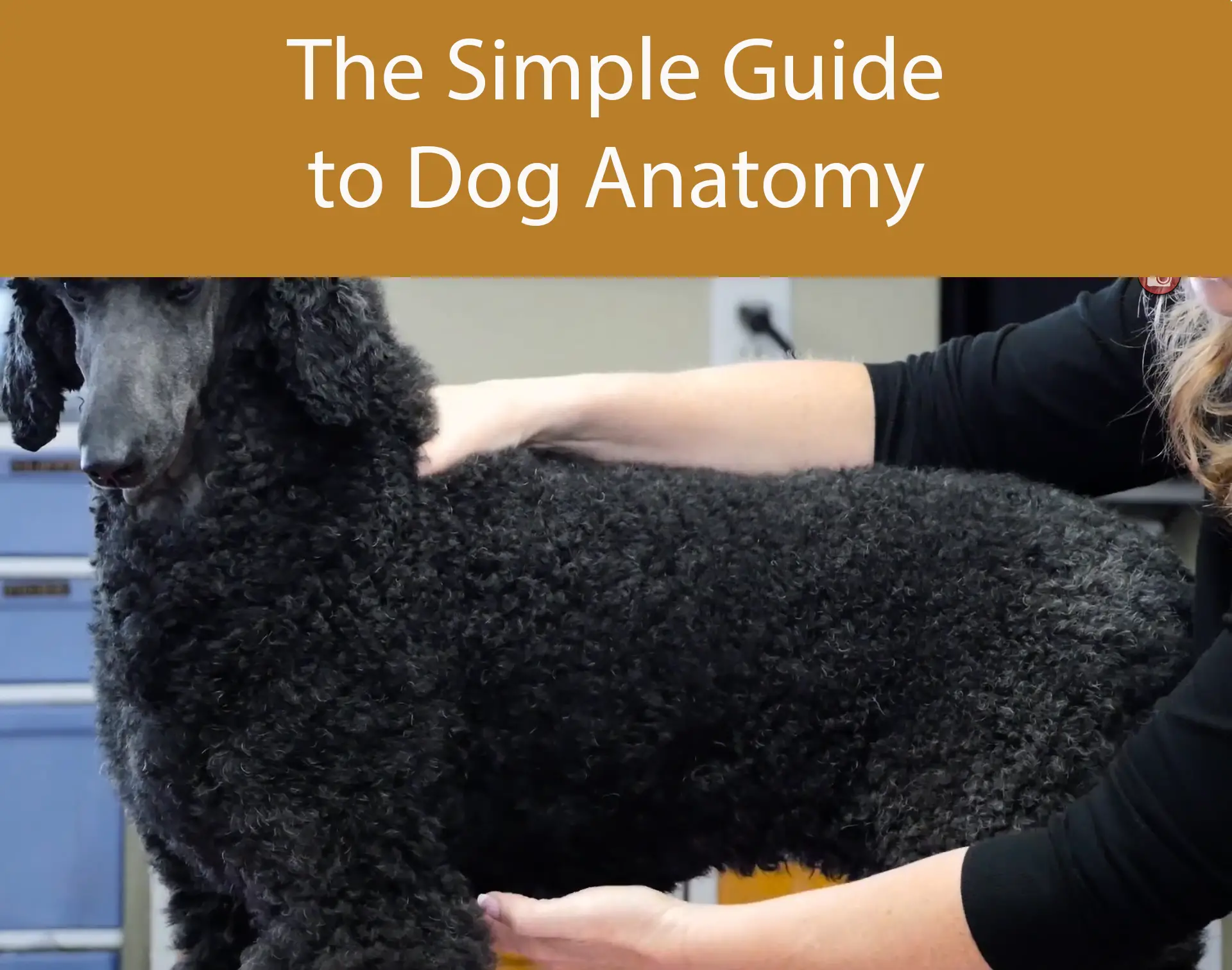 The Simple Guide to Dog Anatomy