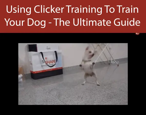 The Ultimate Guide to Using Clicker Training To Train Your Dog
