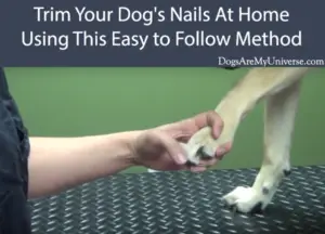 How To Trim Your Dog’s Claws – A Step By Step Guide