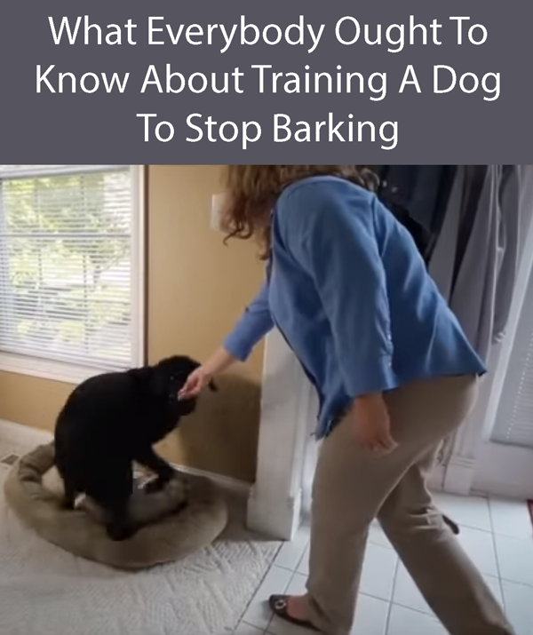What Everybody Ought To Know About Training A Dog Not To Bark