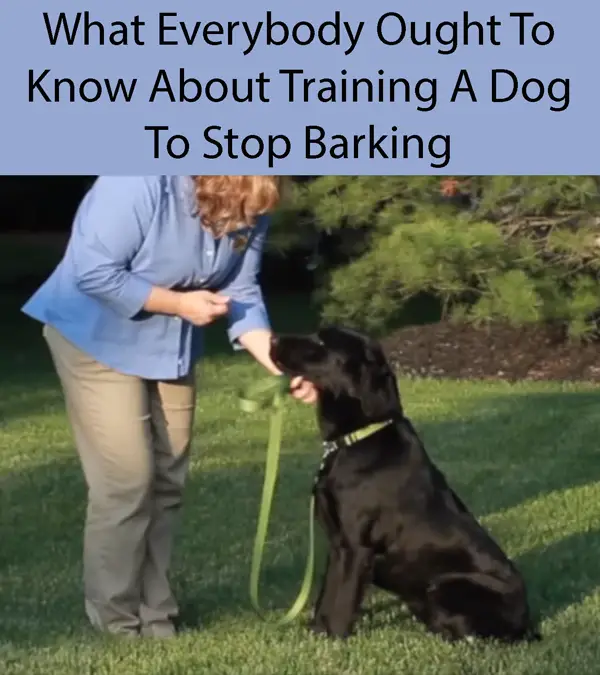 What Everybody Ought To Know About Training A Dog To Stop Barking