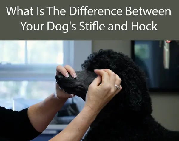 What Is The Difference Between Your Dog's Stifle and Hock