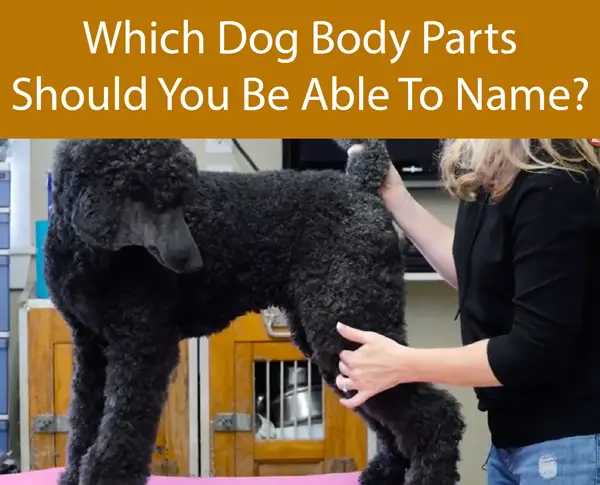 Which Dog Body Parts Should You Be Able To Name