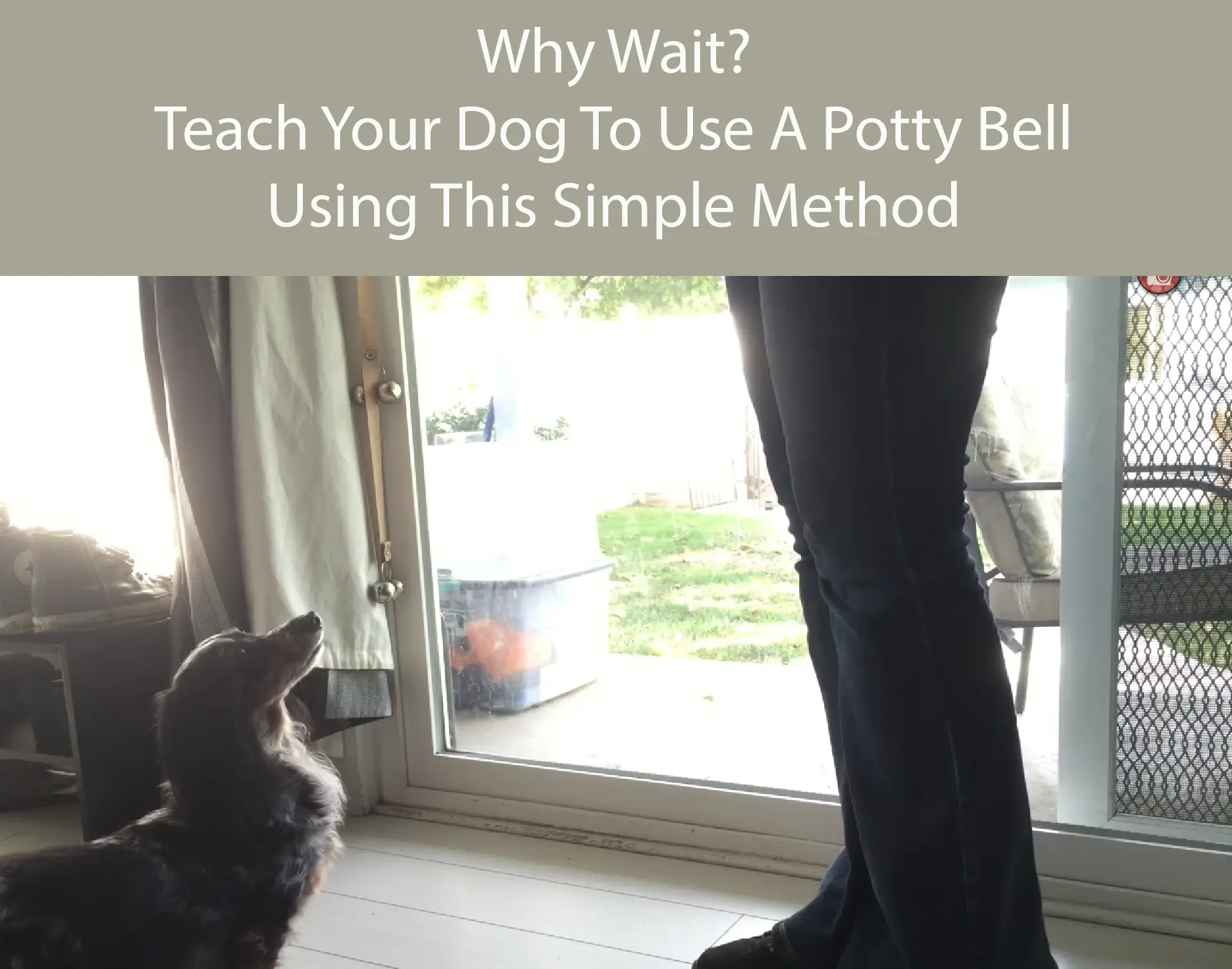 Why wait Teach your dog to use a potty bell using this simple method