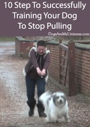 10 Step To Successfully Training Your Dog To Stop Pulling