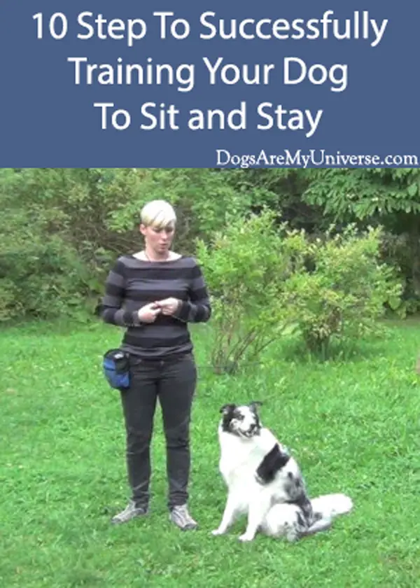 10 Step To Successfully Training Your Dog To Sit and Stay