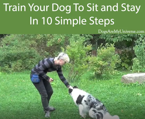 Train Your Dog To Sit and Stay In 10 Simple Steps