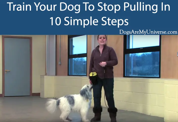 Train Your Dog To Stop Pulling In 10 Simple Steps