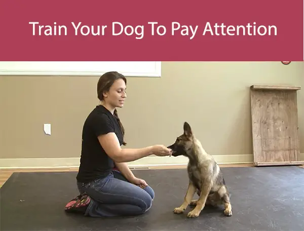 Train Your Dog To Pay Attention