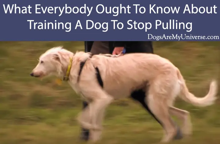 10 What Everybody Ought To Know About Training A Dog To Stop Pulling