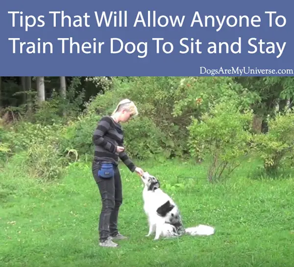 Tips That Will Allow Anyone To Train Their Dog To Sit and Stay