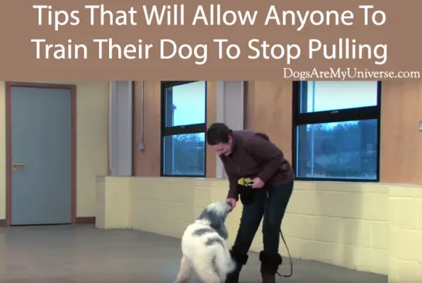 Teach Your Dog To Stop Pulling – A Step By Step Guide