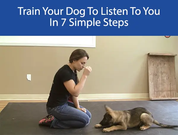 Train Your Dog To Listen To You In 7 Simple Steps