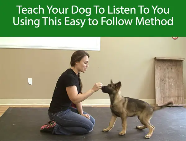 Tips That Will Allow Anyone To Train Their Dog To Pay Attention