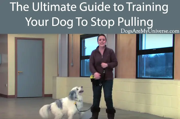 The Ulltimate Guide to Training Your Dog To Stop Pulling
