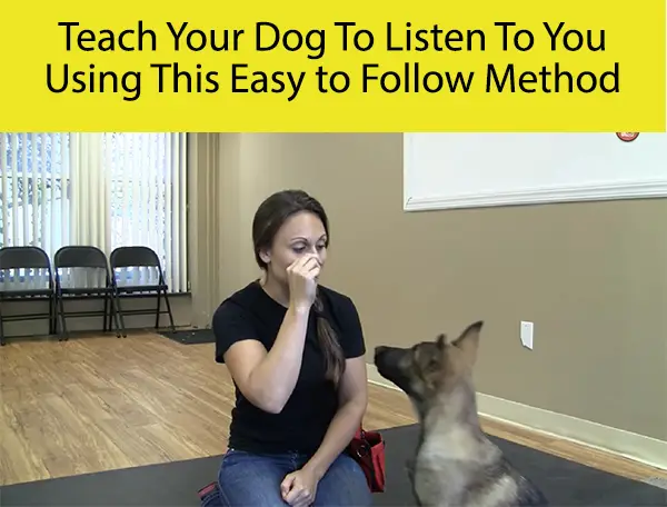 Teach Your Dog To Listen To You Using This Easy to Follow Method