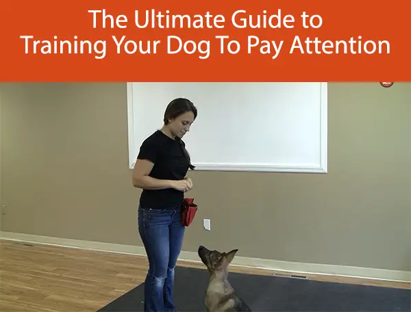 The Ultimate Guide to Training Your Dog To Pay Attention