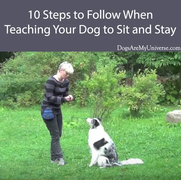 10 Steps to Follow When Teaching Your Dog to Sit and Stay