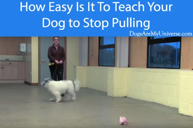 Teach Your Dog To Stop Pulling – A Step By Step Guide