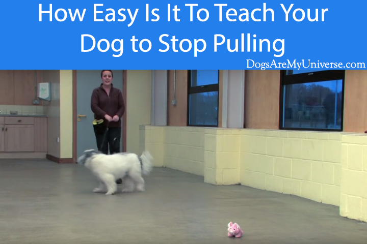 How Easy Is It To Teach Your Dog to Stop Pulling