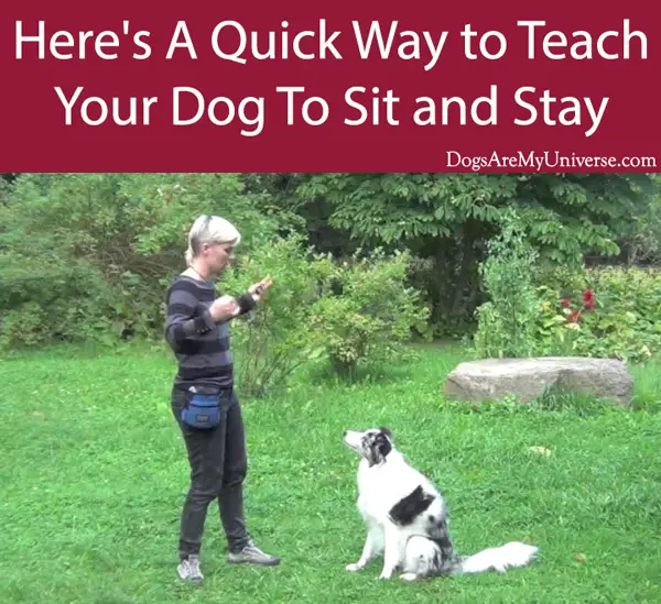 Here's A Quick Way to Teach Your Dog To Sit and Stay
