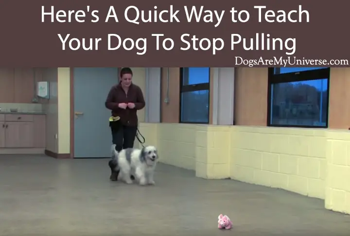 Here's A Quick Way to Teach Your Dog To Stop Pulling