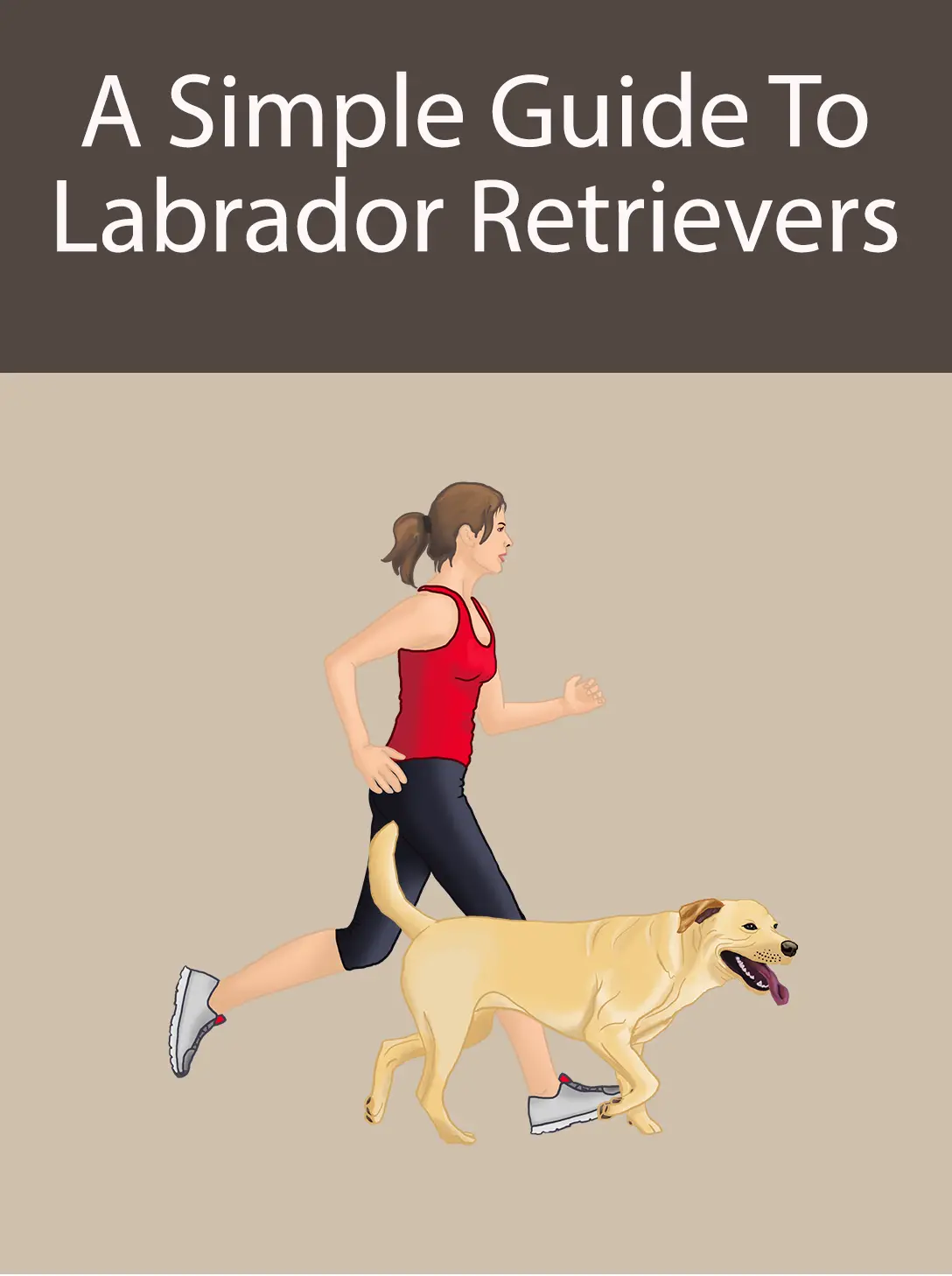 A Simple Guide To Labrador Retrievers