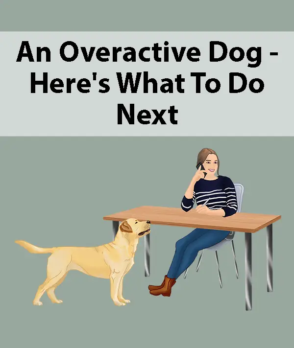 An Overacive Dog - Here's What To Do Next