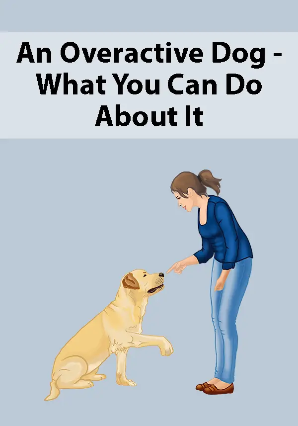 An Overactive Dog - What You Can Do About It