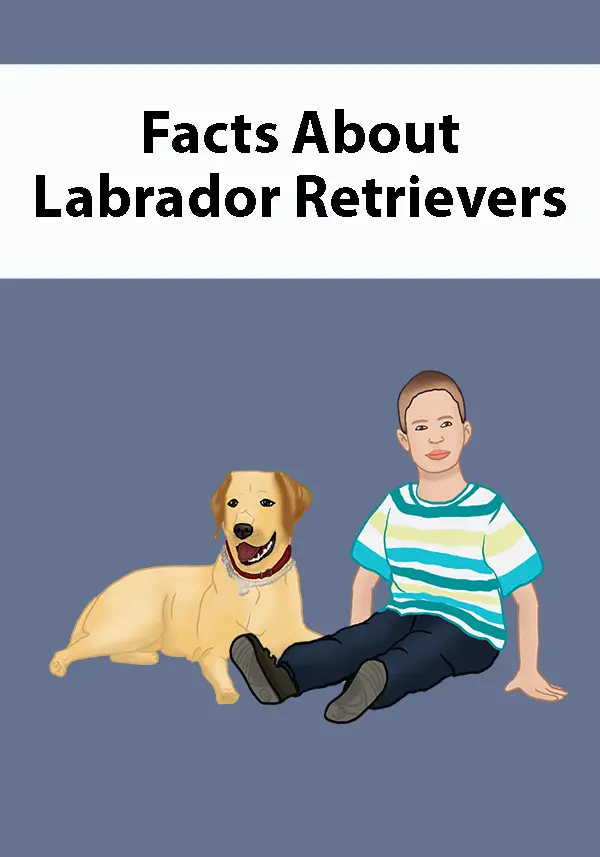 Facts About Labrador Retrievers